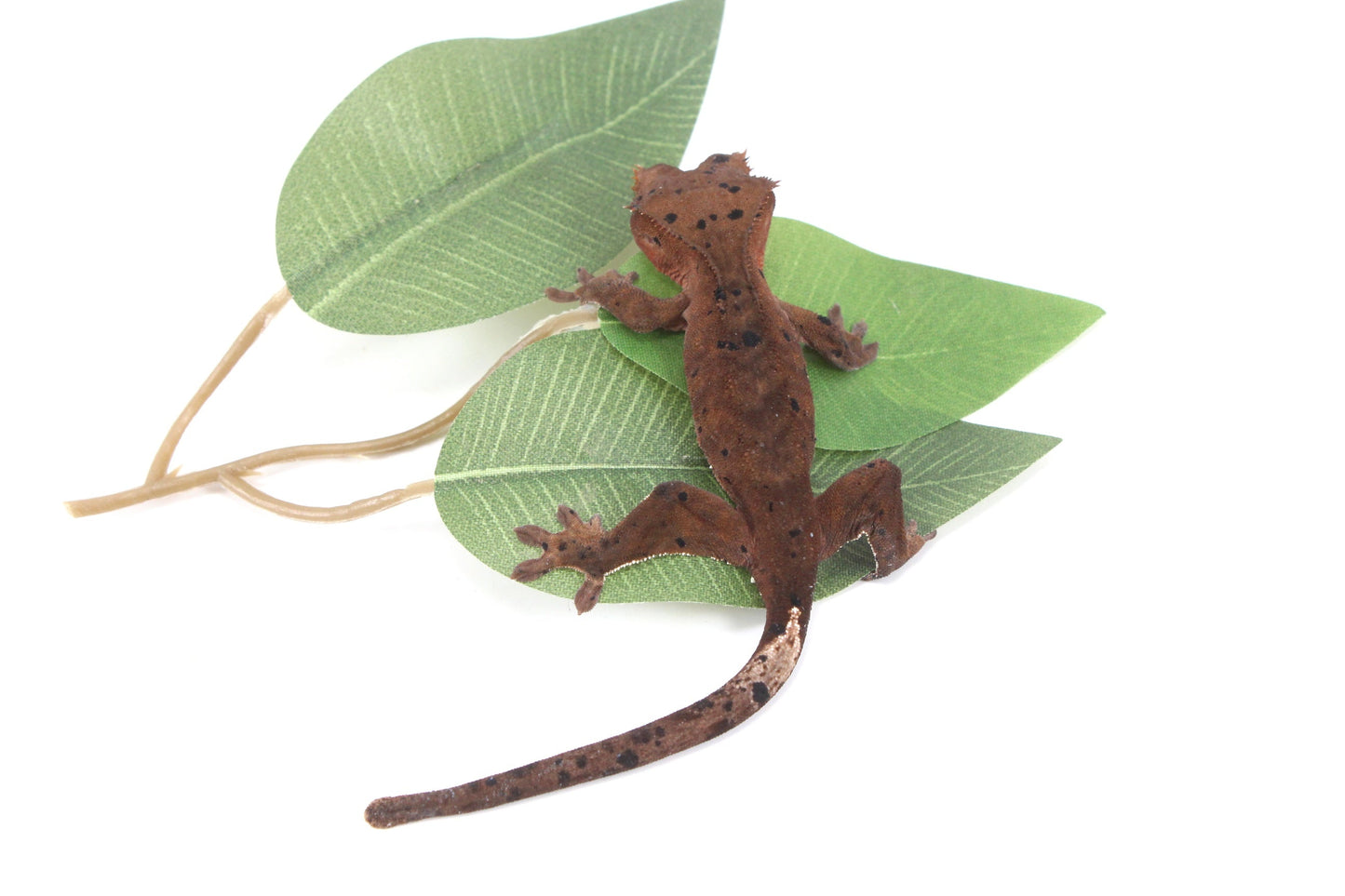 Super Dalmatian Crested Gecko All Reptiles