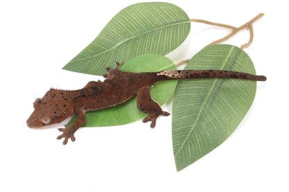 Super Dalmatian Crested Gecko All Reptiles
