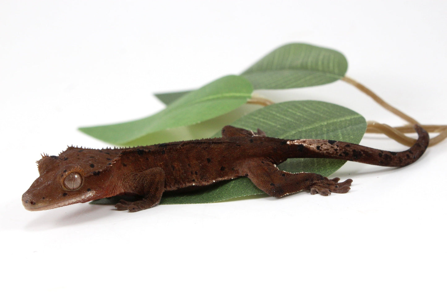 Super Dalmatian Crested Gecko All Reptiles