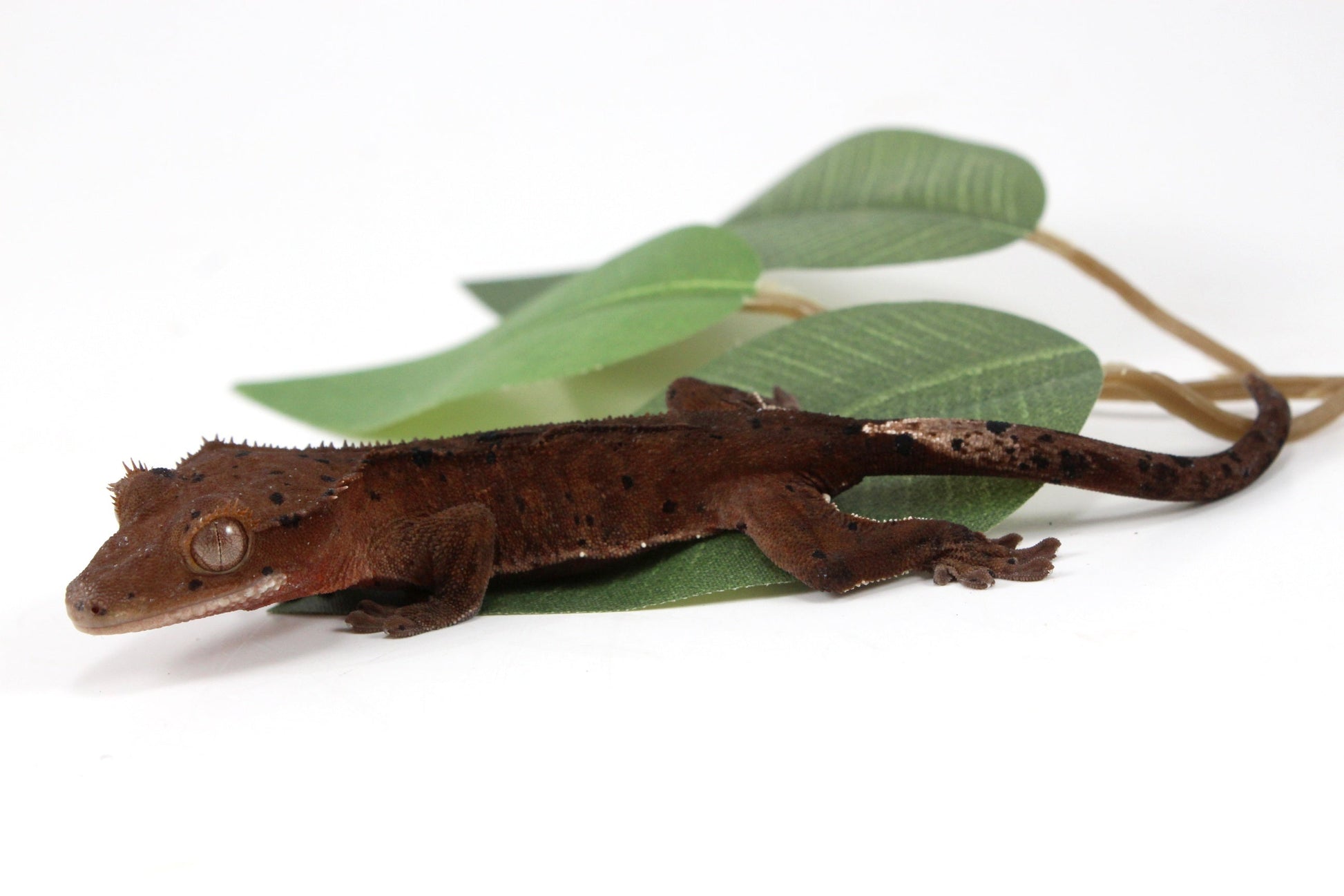 Super Dalmatian Crested Gecko All Reptiles