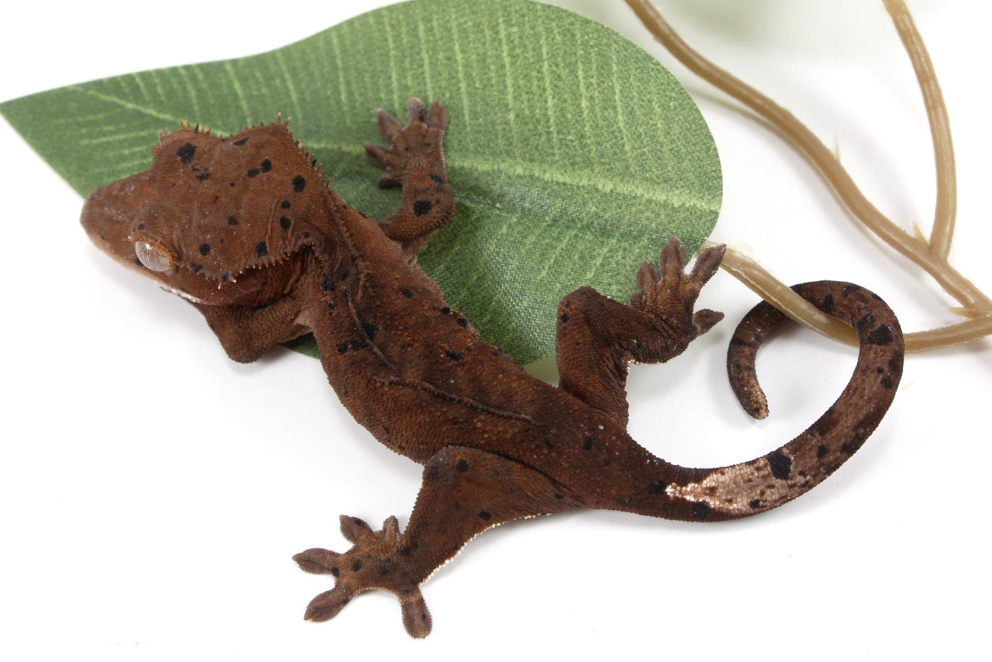 Super Dalmatian Crested Gecko All Reptiles