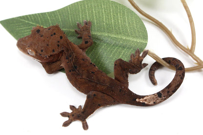 Super Dalmatian Crested Gecko All Reptiles