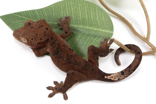 Super Dalmatian Crested Gecko All Reptiles