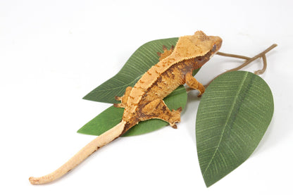 Golden Tangerine Brindle Crested Gecko All Reptiles