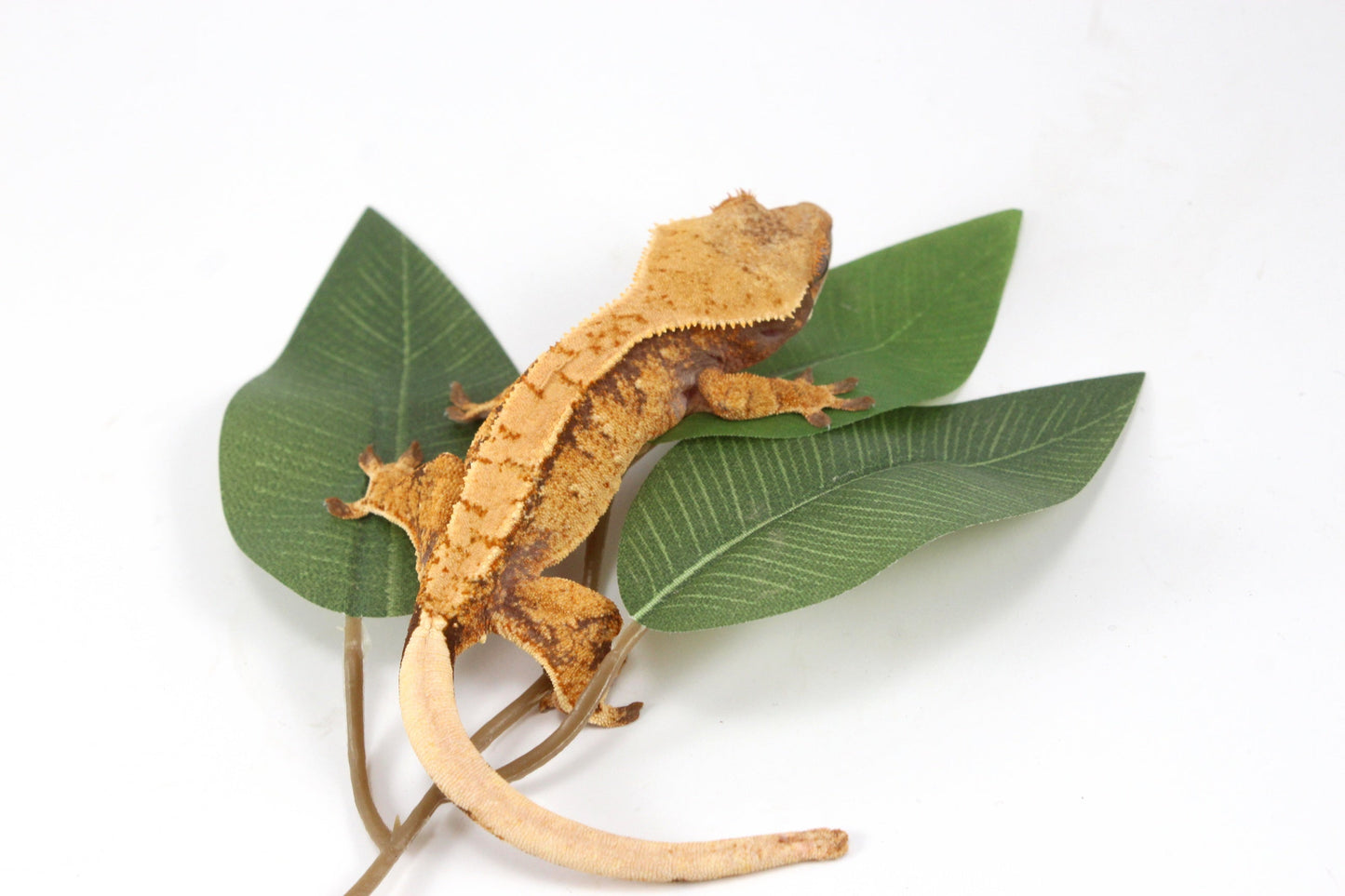 Golden Tangerine Brindle Crested Gecko All Reptiles