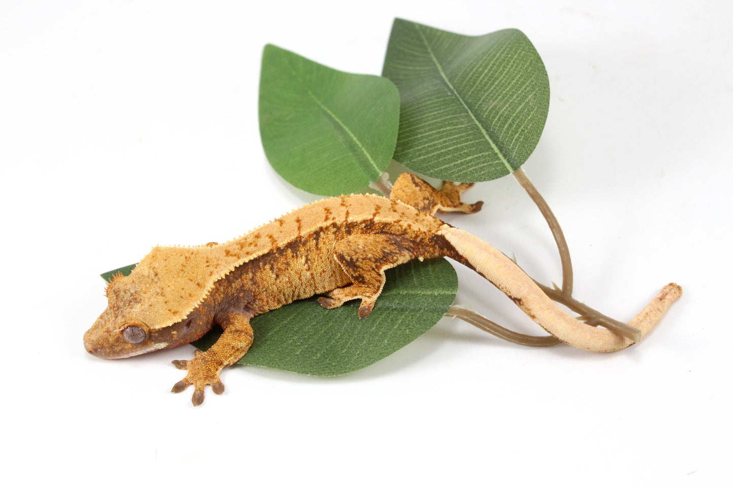 Golden Tangerine Brindle Crested Gecko All Reptiles