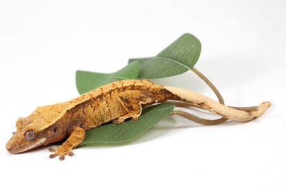 Golden Tangerine Brindle Crested Gecko All Reptiles
