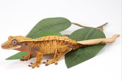 Golden Tangerine Brindle Crested Gecko All Reptiles