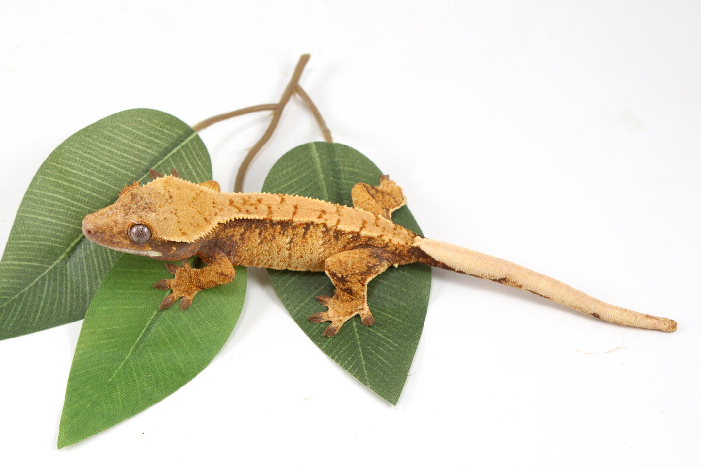 Golden Tangerine Brindle Crested Gecko All Reptiles