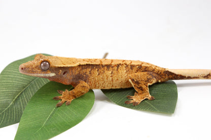 Golden Tangerine Brindle Crested Gecko All Reptiles