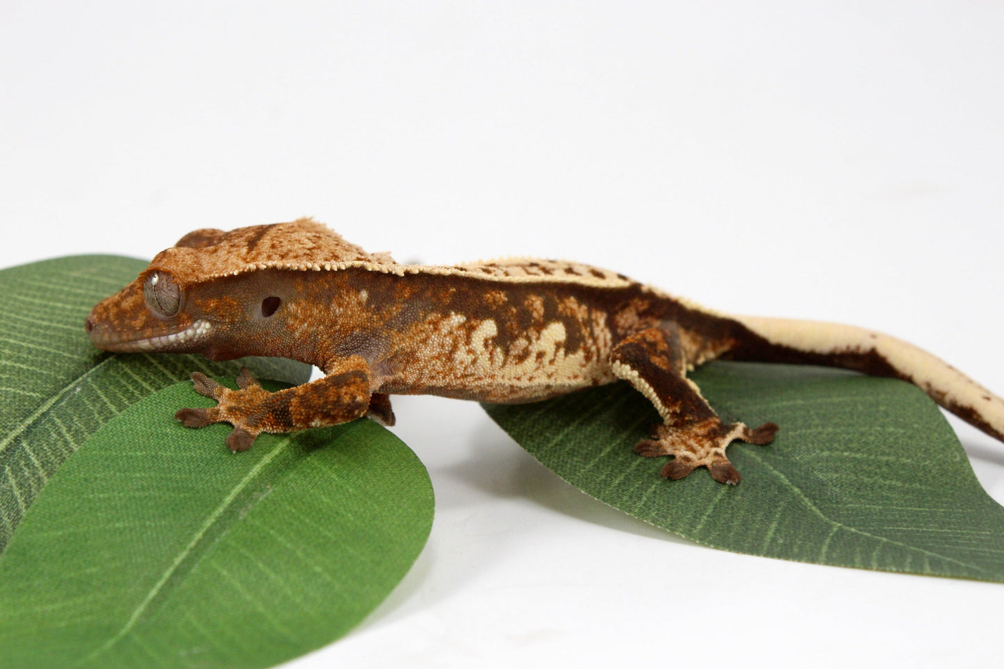 Cream Harlequin Crested Gecko All Reptiles