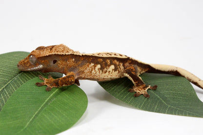 Cream Harlequin Crested Gecko All Reptiles