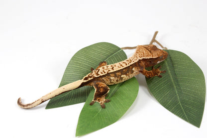 Cream Harlequin Crested Gecko All Reptiles