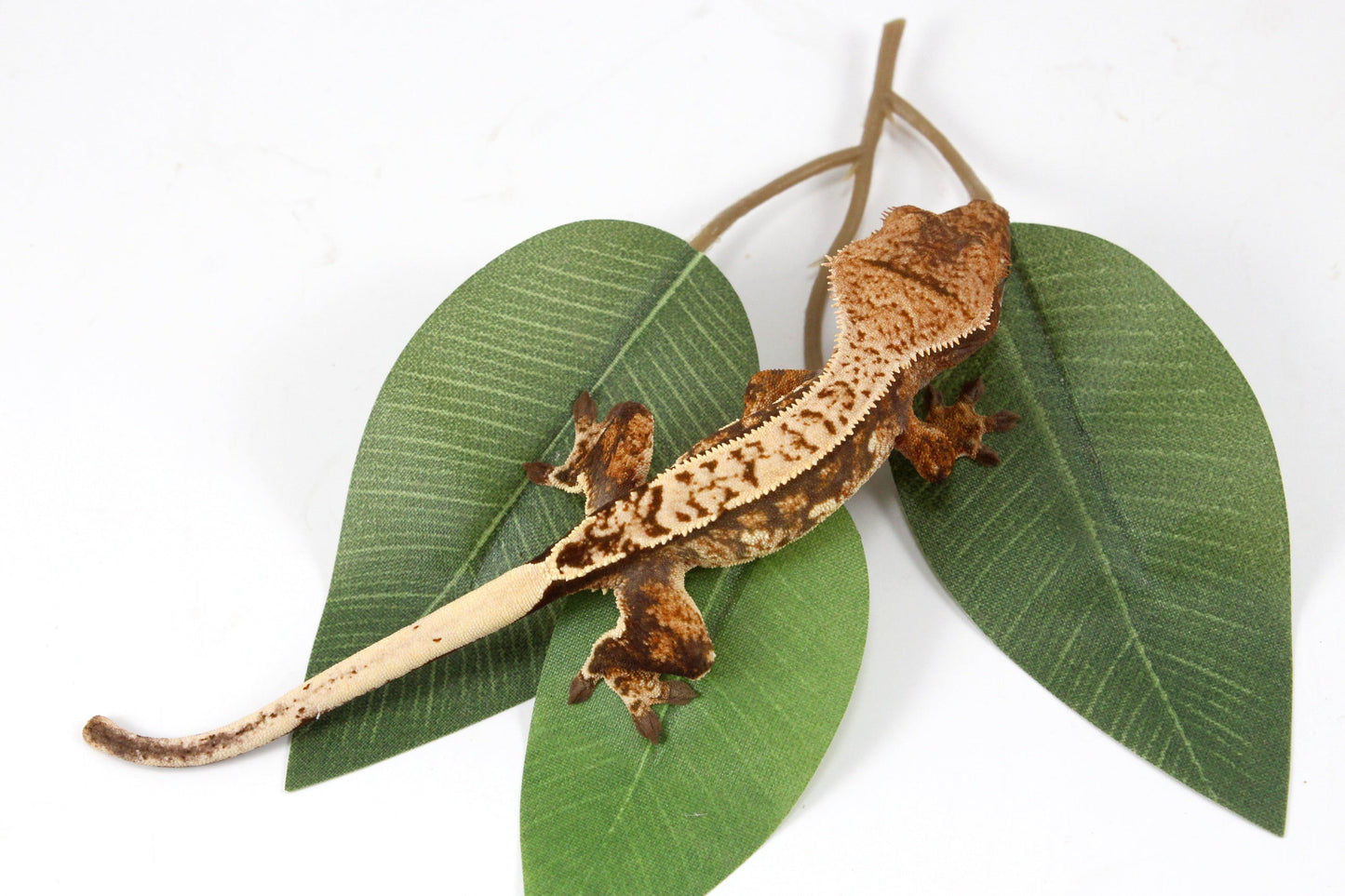 Cream Harlequin Crested Gecko All Reptiles