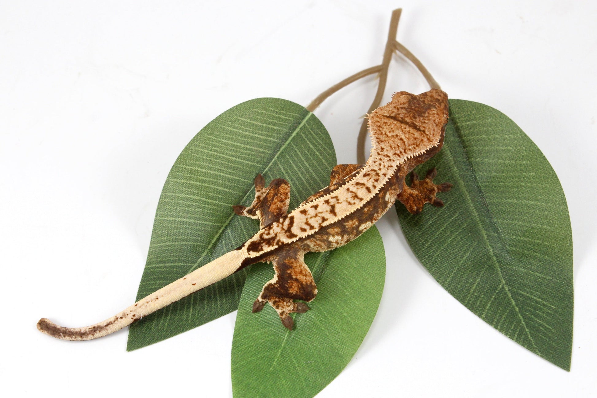 Cream Harlequin Crested Gecko All Reptiles