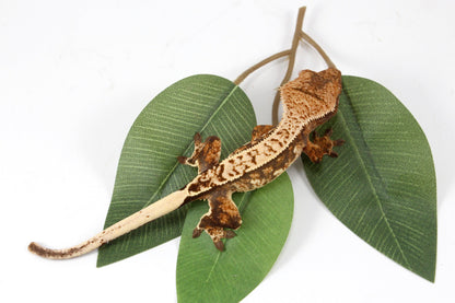 Cream Harlequin Crested Gecko All Reptiles