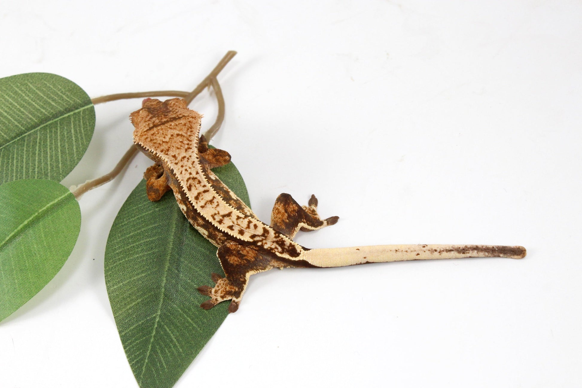 Cream Harlequin Crested Gecko All Reptiles