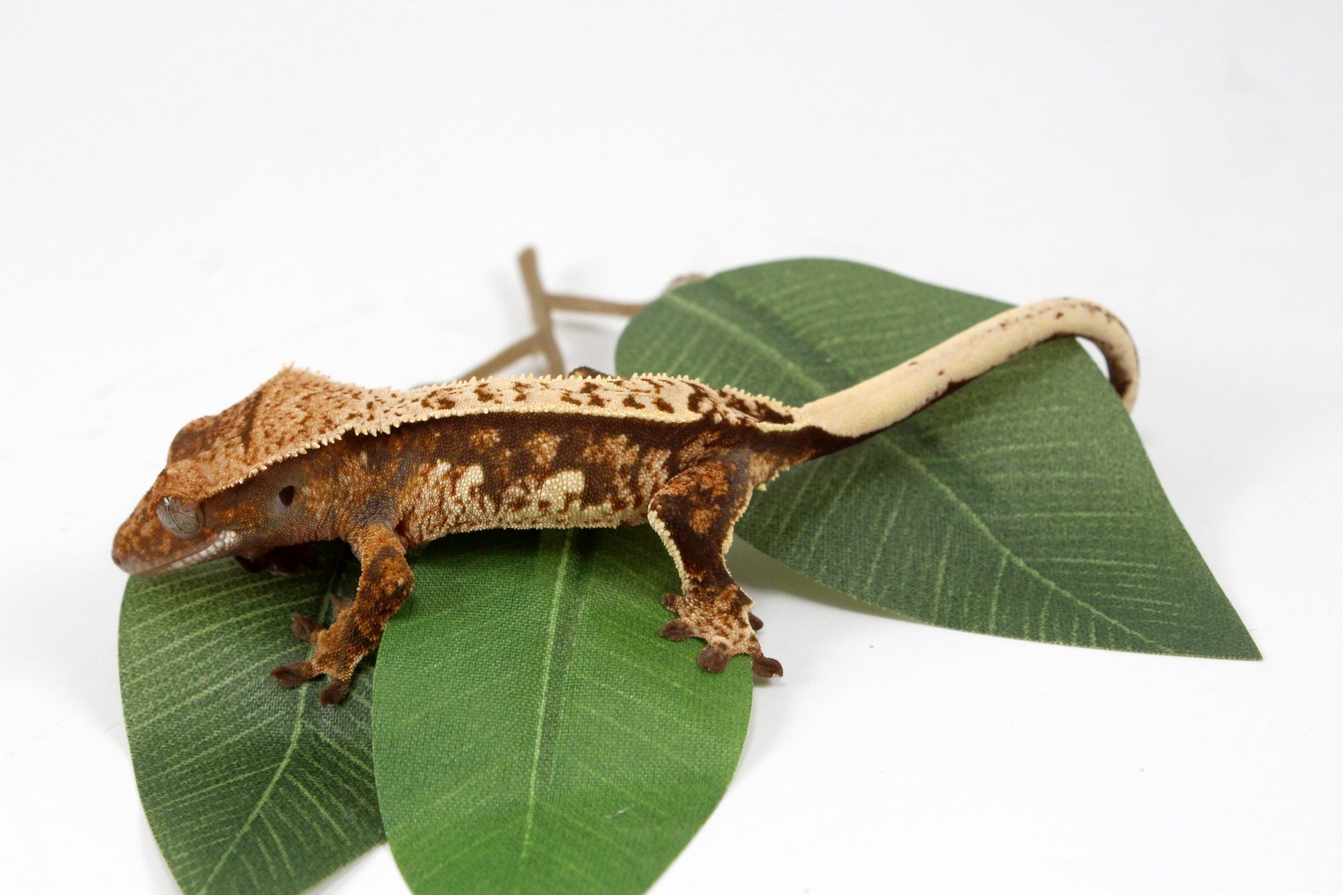 Cream Harlequin Crested Gecko All Reptiles