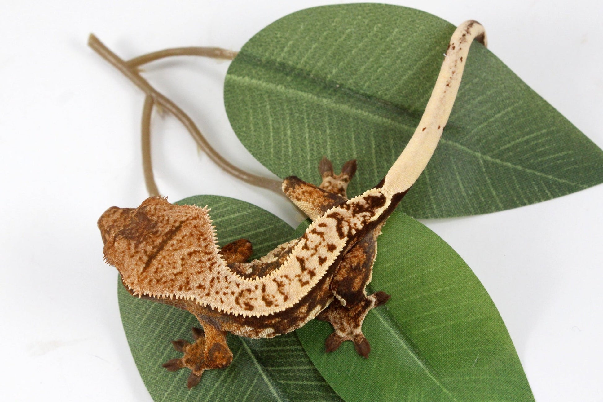 Cream Harlequin Crested Gecko All Reptiles