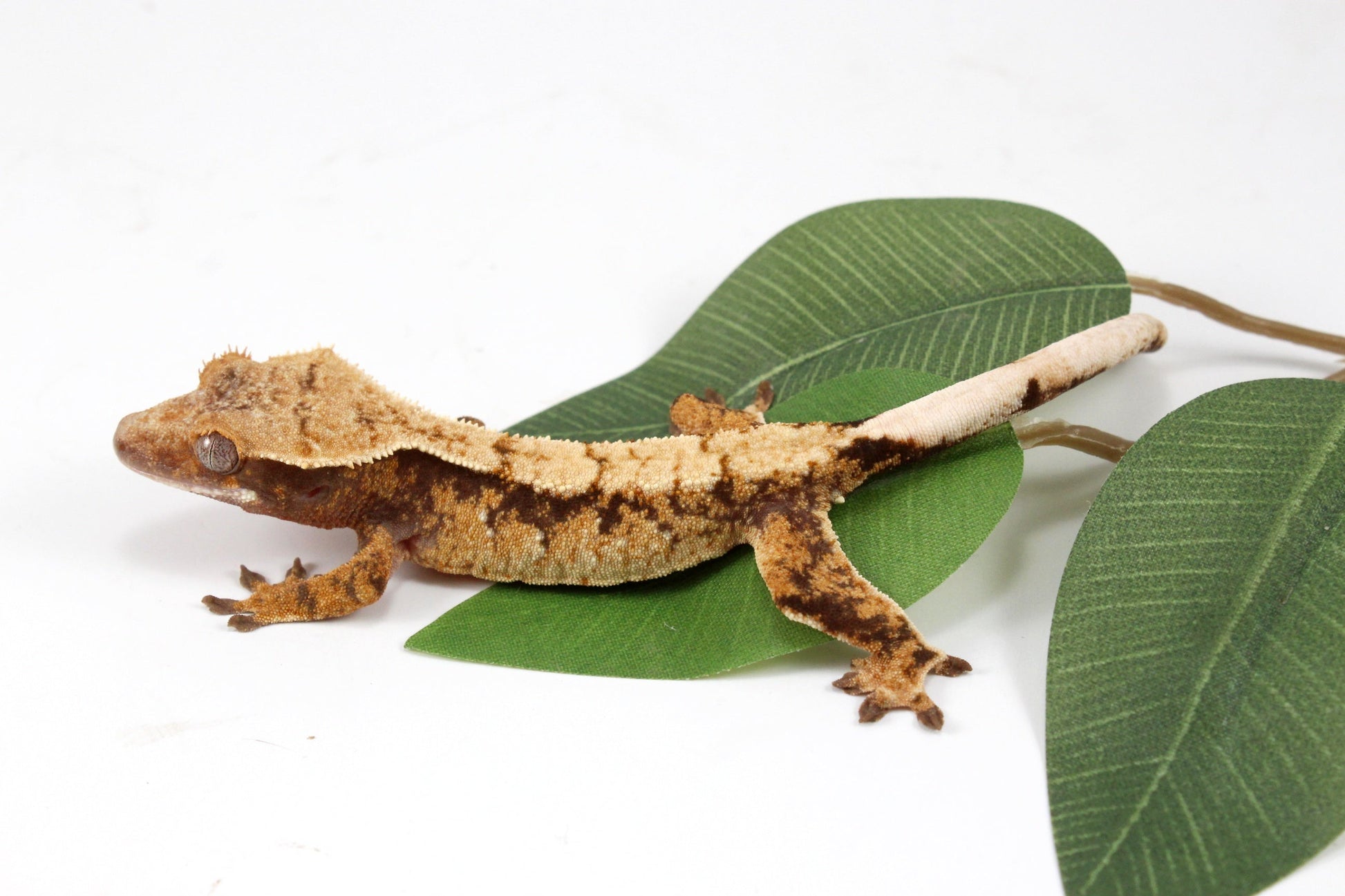 Extreme Cream Harlequin Crested Gecko All Reptiles