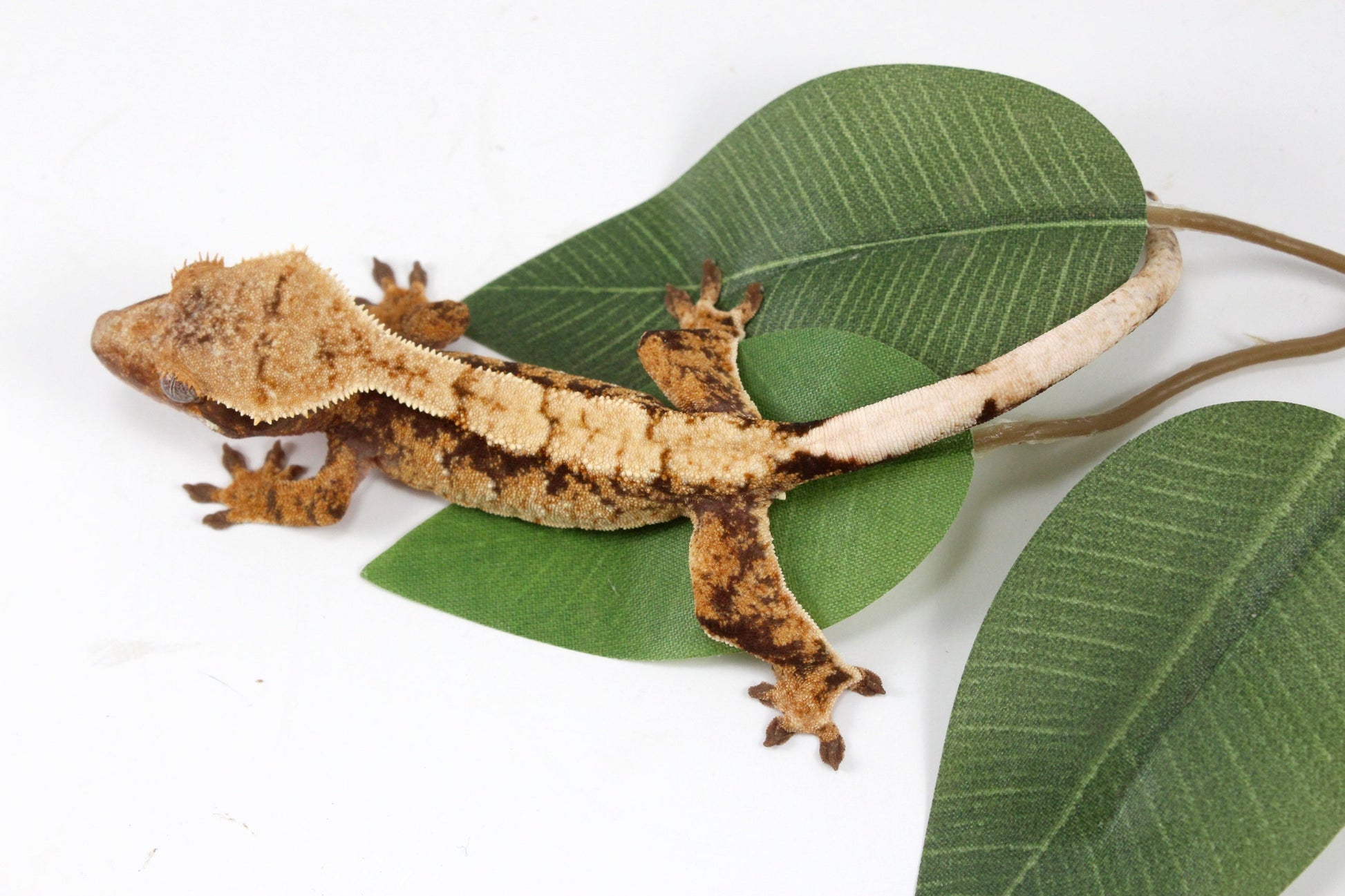 Extreme Cream Harlequin Crested Gecko All Reptiles