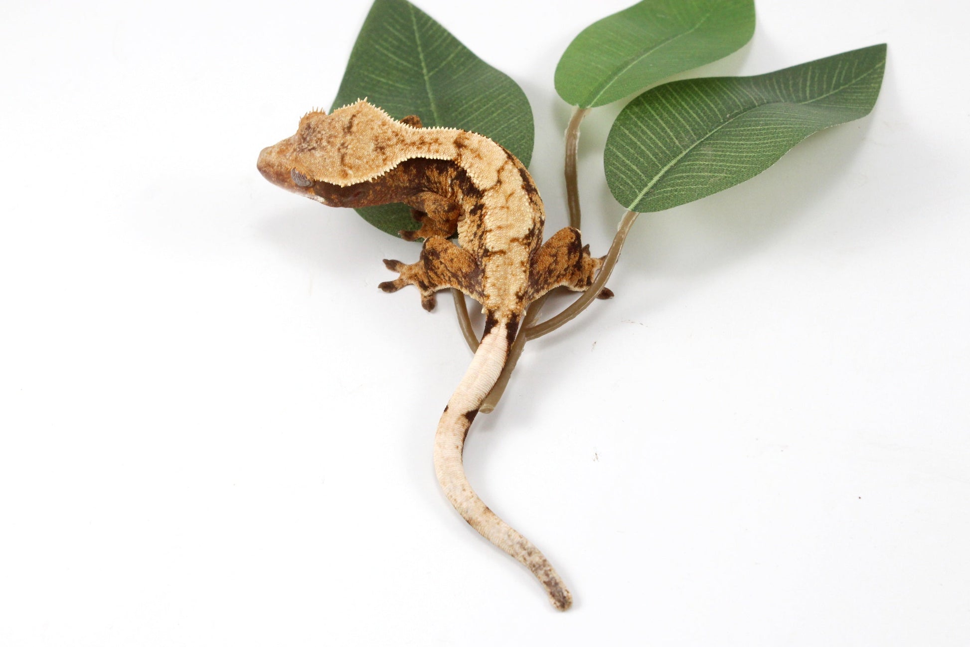 Extreme Cream Harlequin Crested Gecko All Reptiles