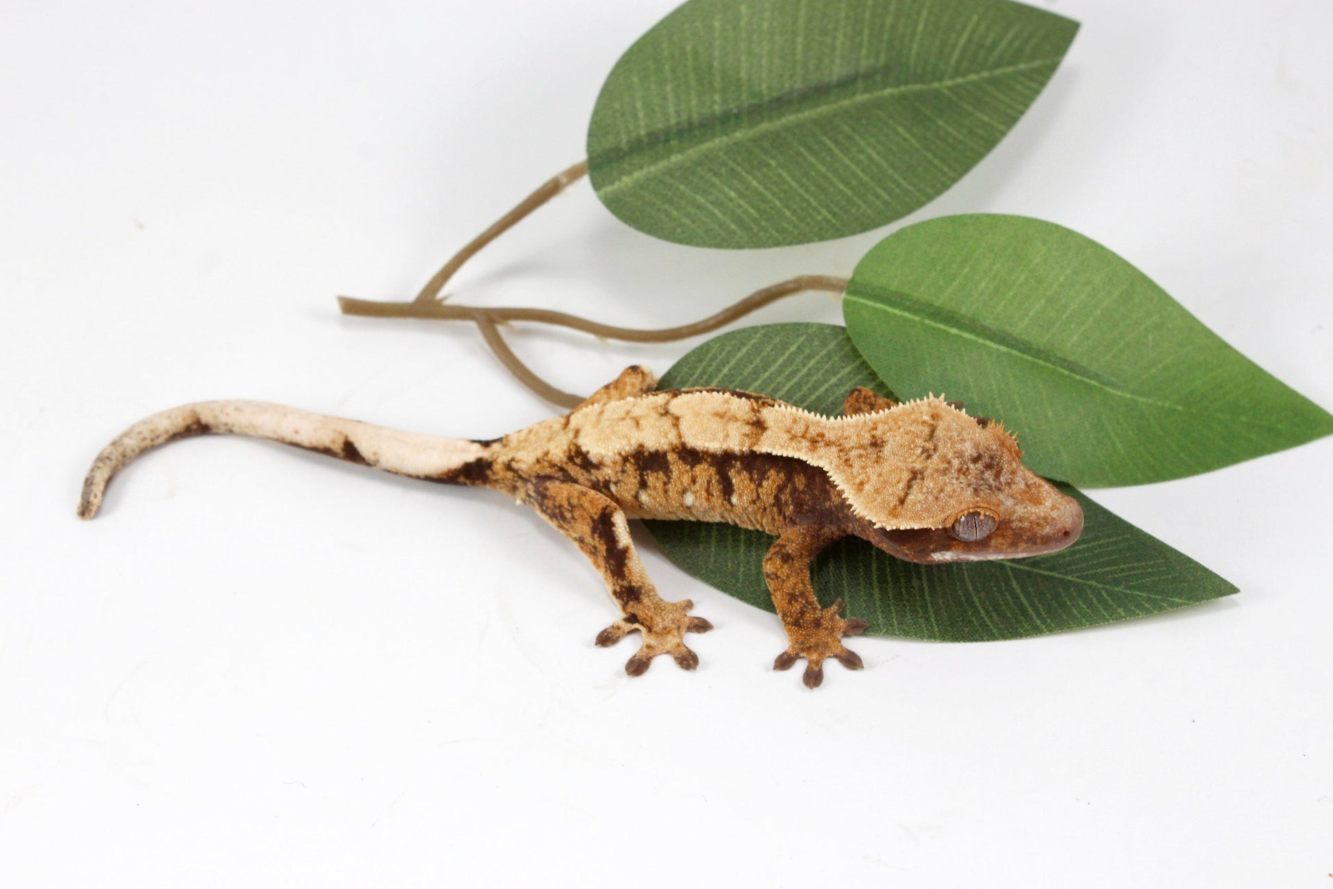 Extreme Cream Harlequin Crested Gecko All Reptiles