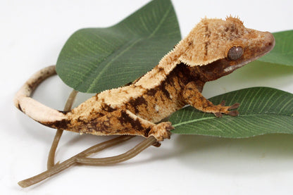 Extreme Cream Harlequin Crested Gecko All Reptiles