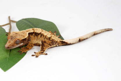 Extreme Cream Harlequin Crested Gecko All Reptiles