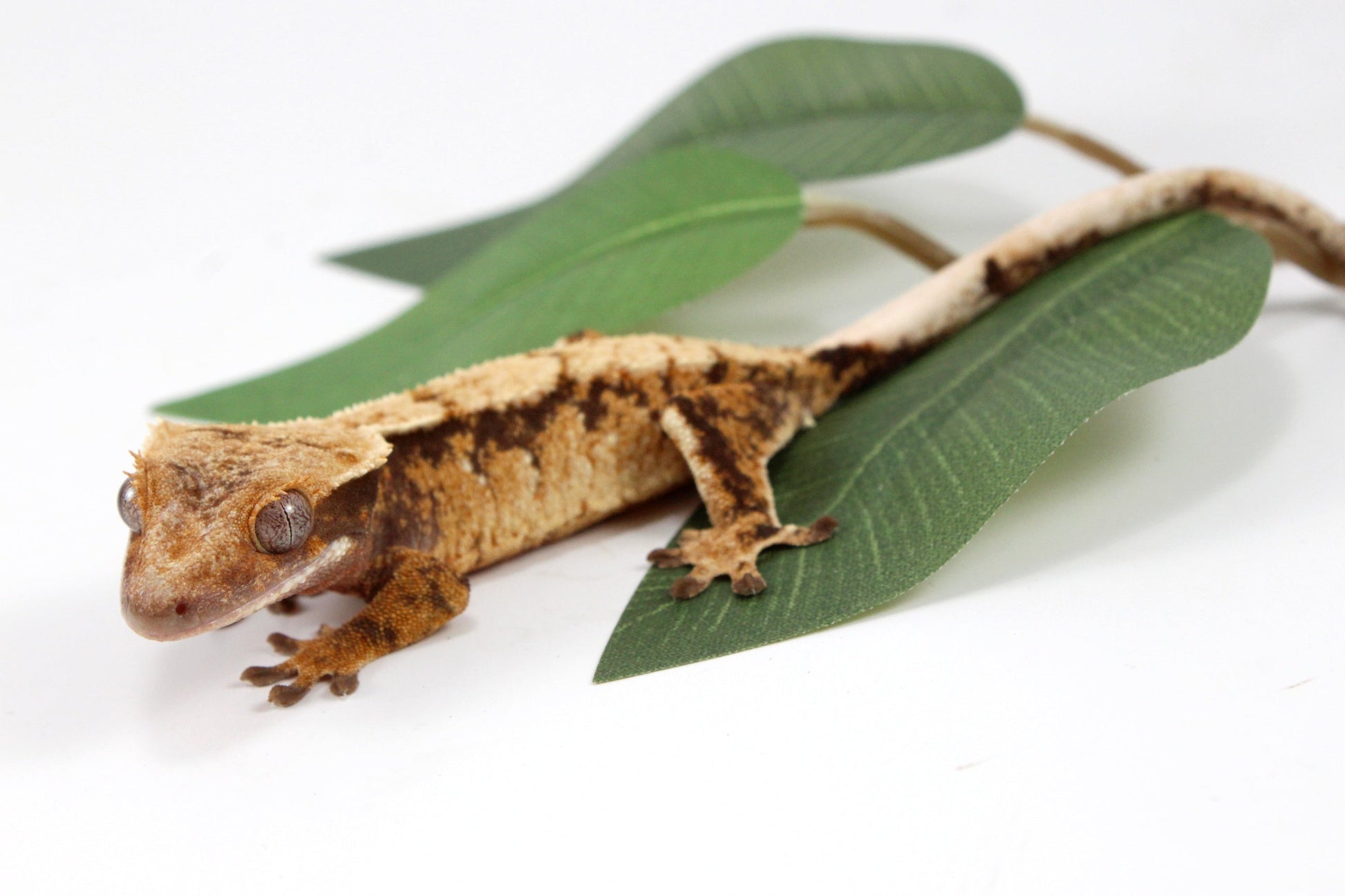 Extreme Cream Harlequin Crested Gecko All Reptiles