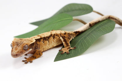 Extreme Cream Harlequin Crested Gecko All Reptiles
