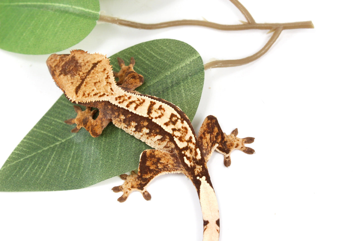 Cream Harlequin Crested Gecko All Reptiles