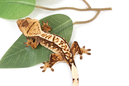 Cream Harlequin Crested Gecko All Reptiles