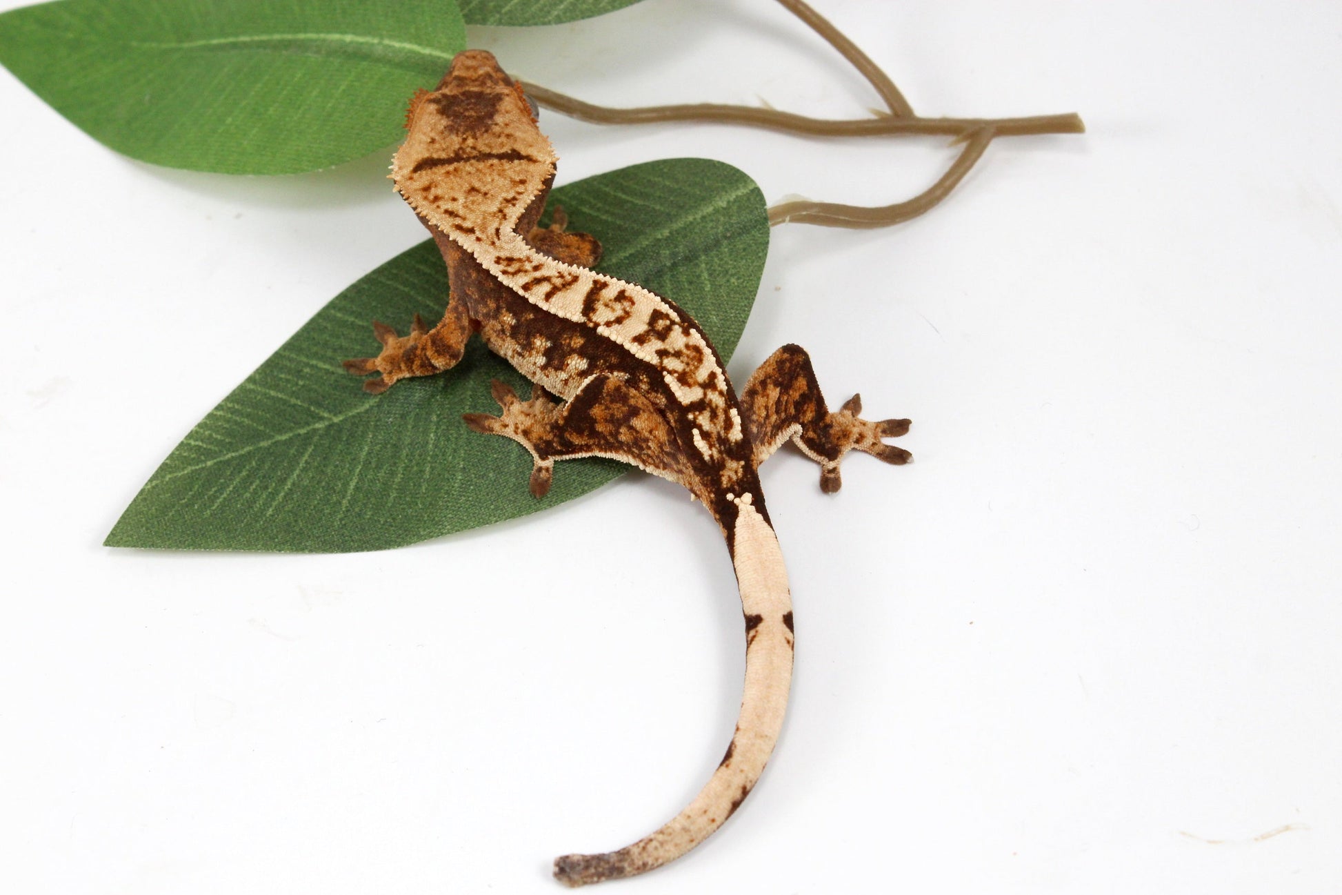 Cream Harlequin Crested Gecko All Reptiles