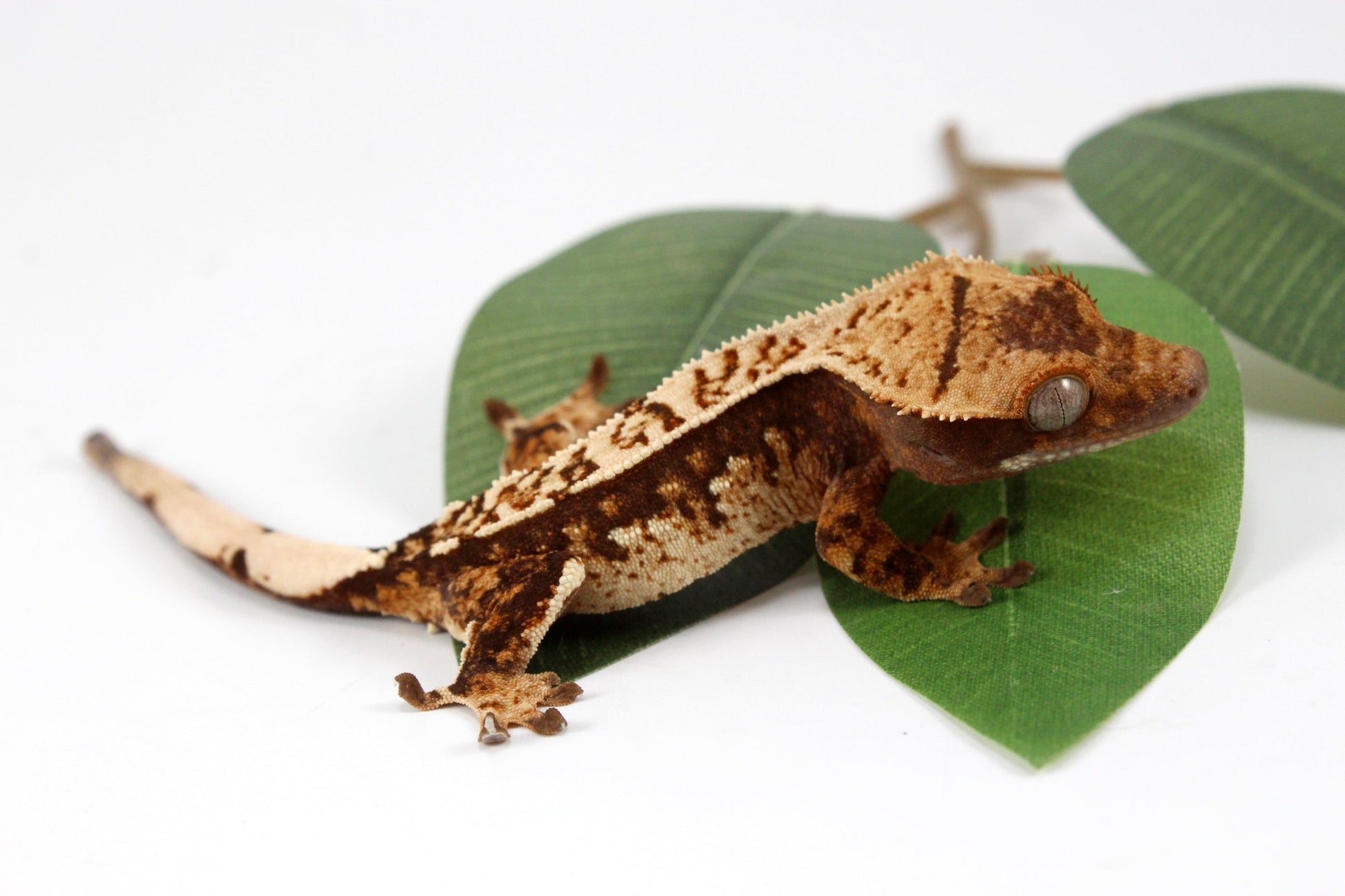 Cream Harlequin Crested Gecko All Reptiles