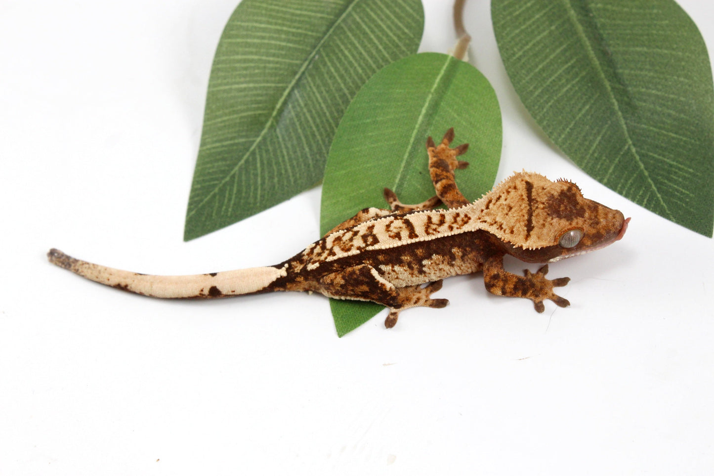 Cream Harlequin Crested Gecko All Reptiles