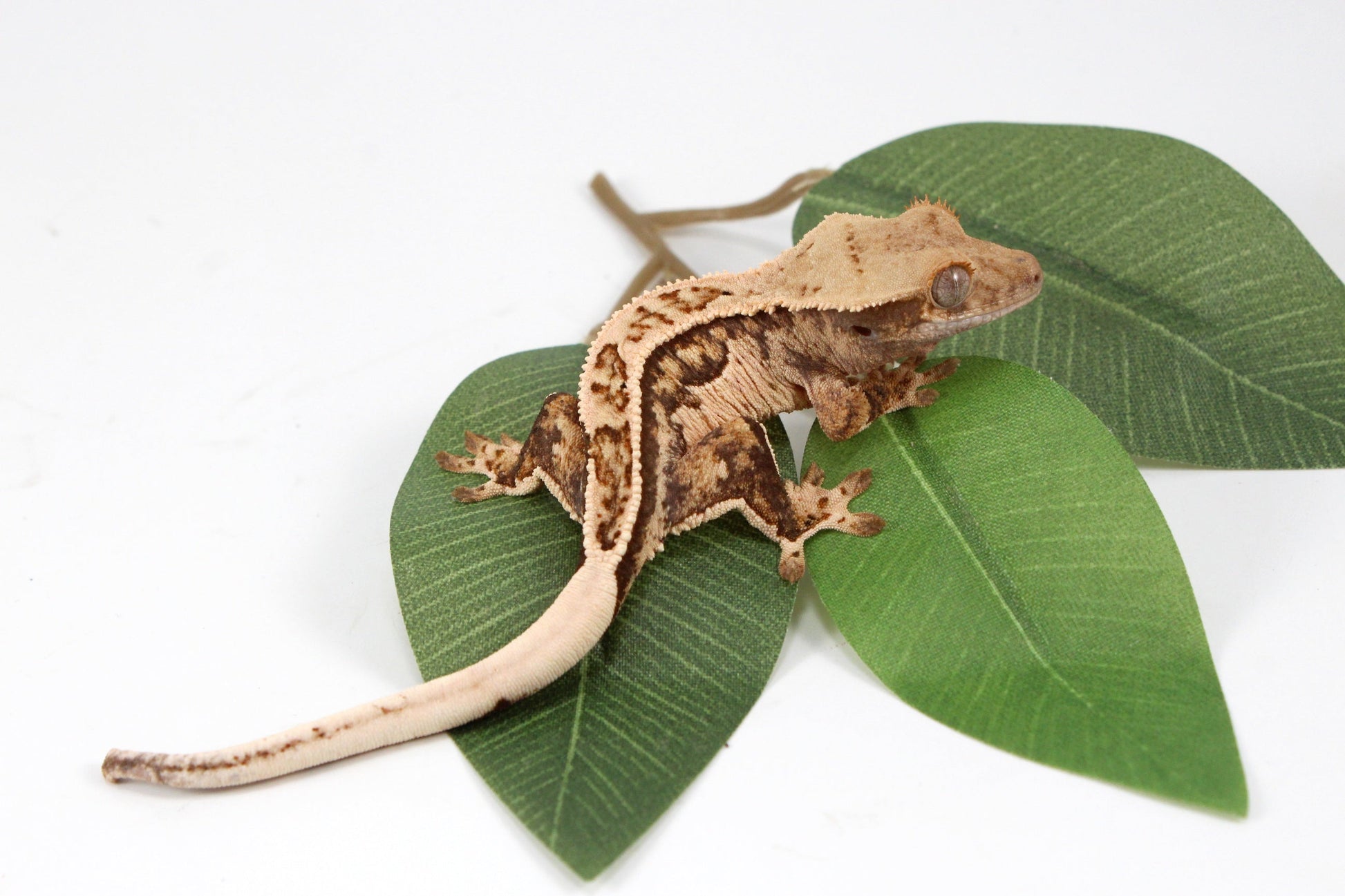 Tangerine Lily White Crested Gecko All Reptiles