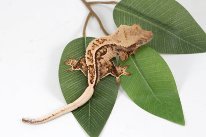 Tangerine Lily White Crested Gecko All Reptiles