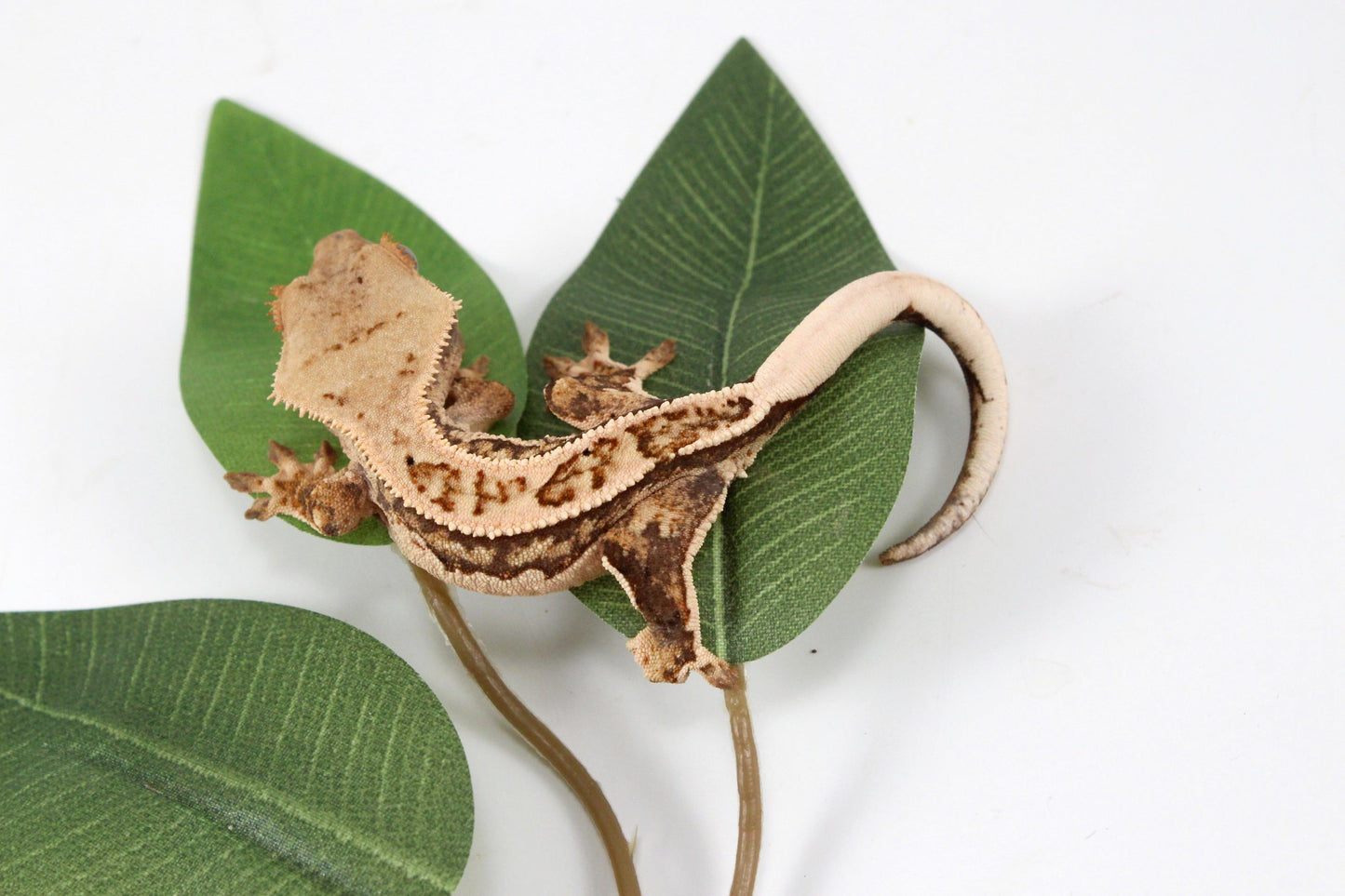 Tangerine Lily White Crested Gecko All Reptiles