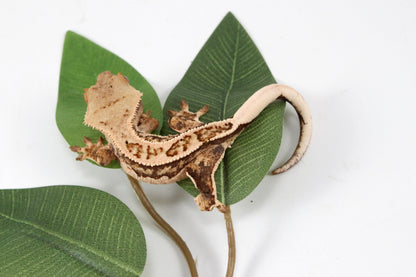 Tangerine Lily White Crested Gecko All Reptiles