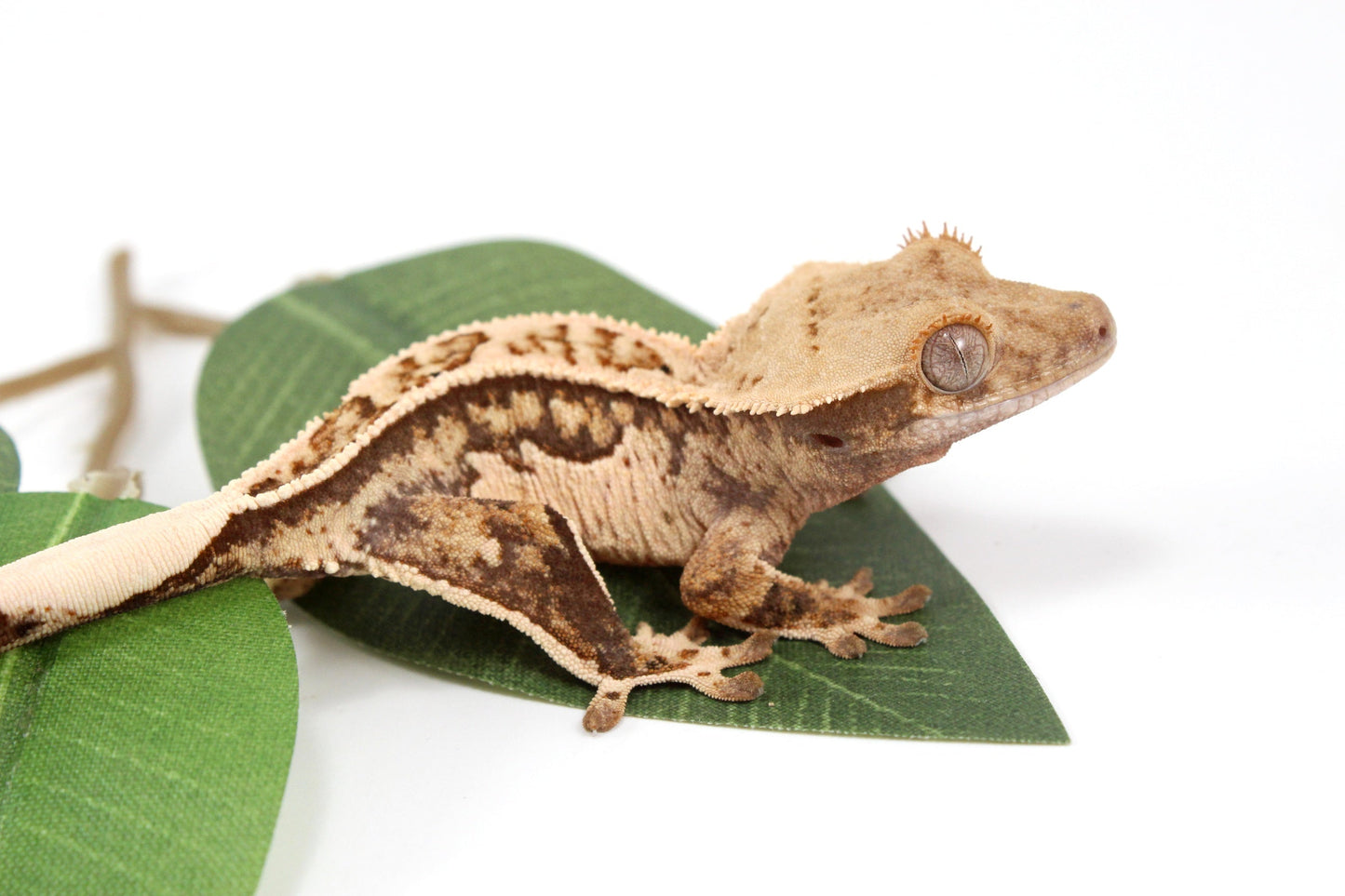 Tangerine Lily White Crested Gecko All Reptiles