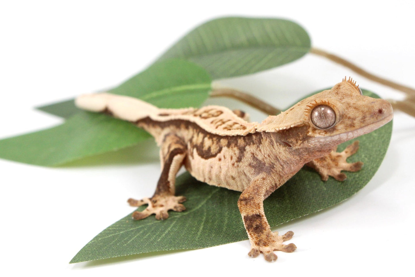 Tangerine Lily White Crested Gecko All Reptiles