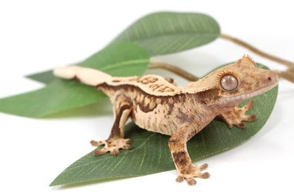 Tangerine Lily White Crested Gecko All Reptiles