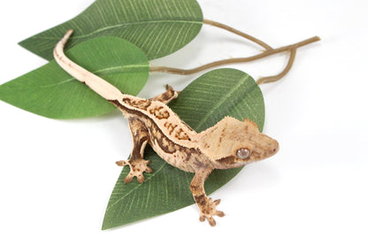 Tangerine Lily White Crested Gecko All Reptiles