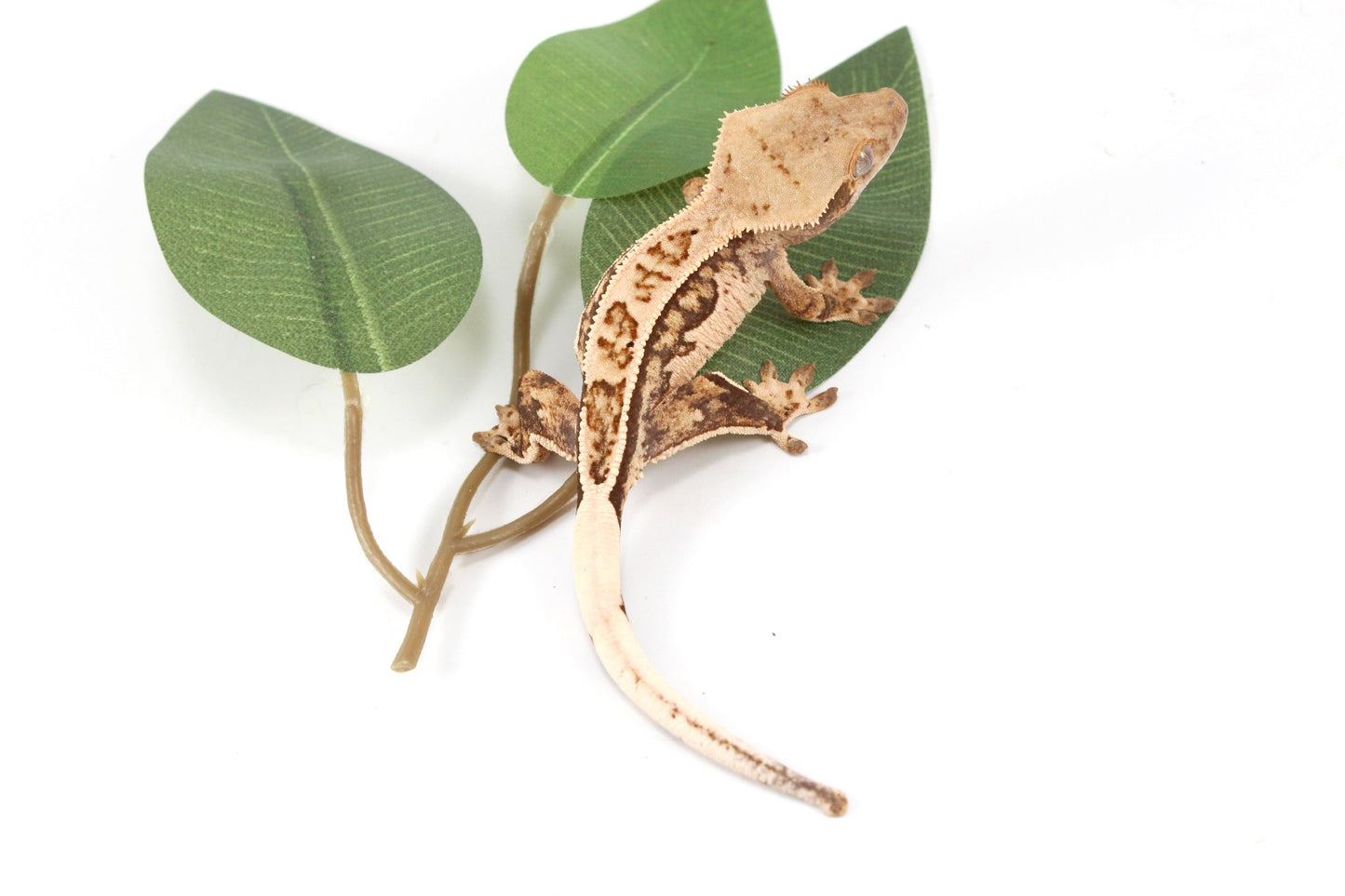 Tangerine Lily White Crested Gecko All Reptiles