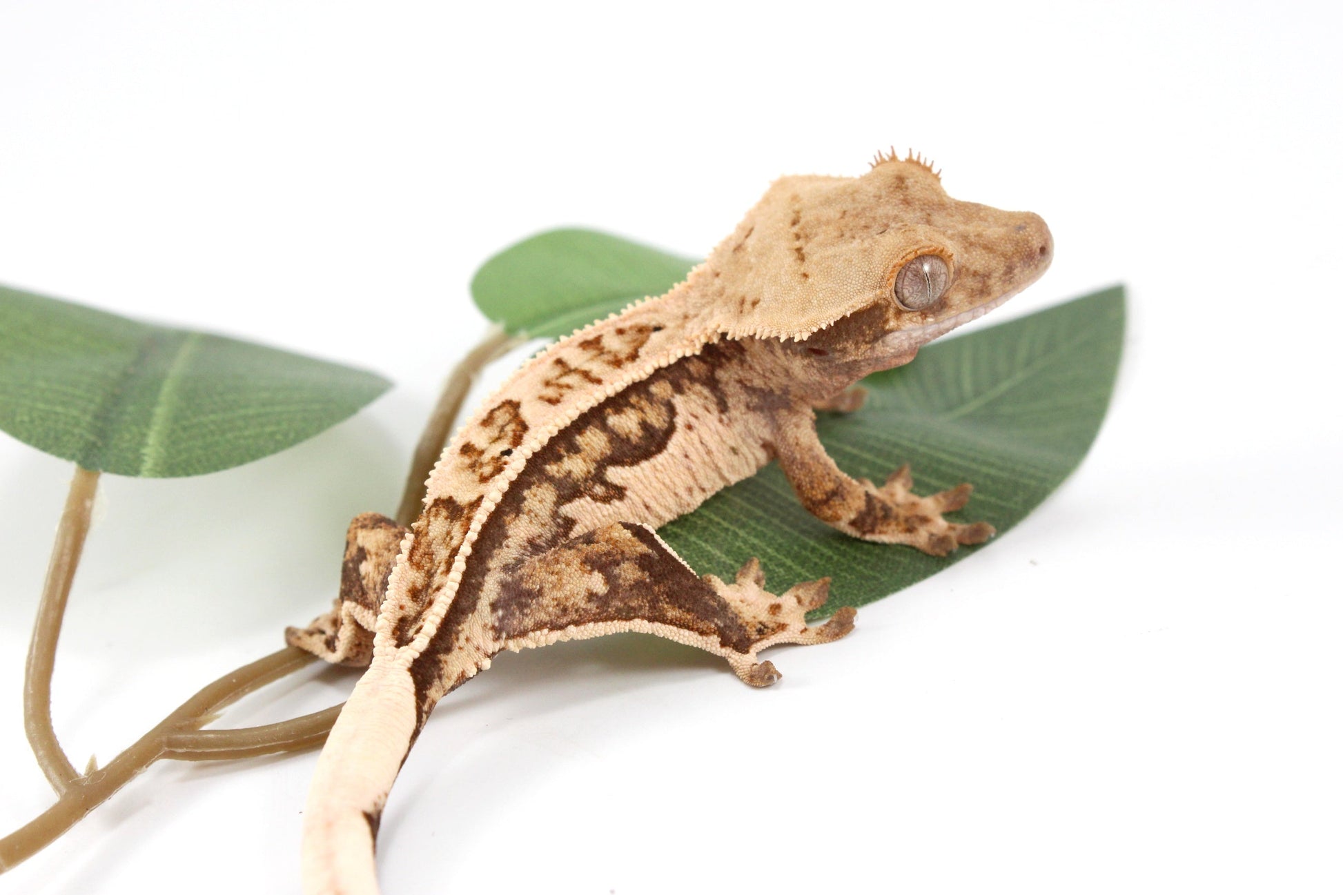Tangerine Lily White Crested Gecko All Reptiles