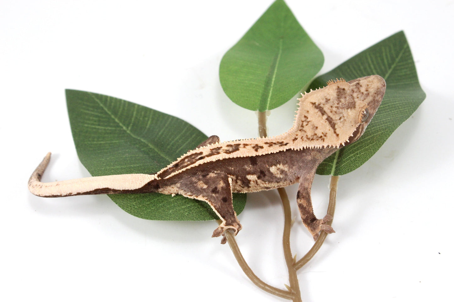 Splotched Harlequin Crested Gecko All Reptiles