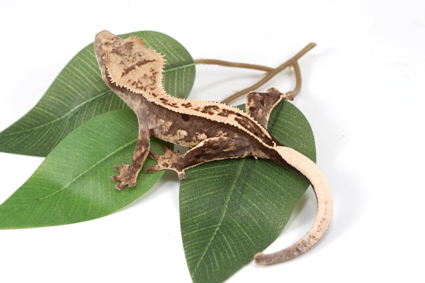 Splotched Harlequin Crested Gecko All Reptiles