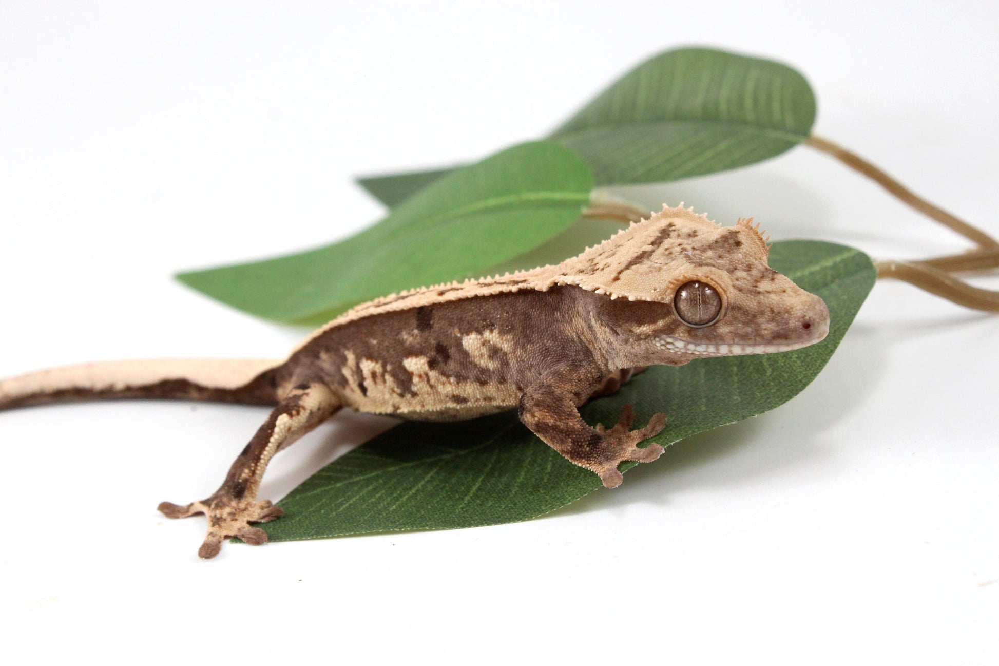 Splotched Harlequin Crested Gecko All Reptiles