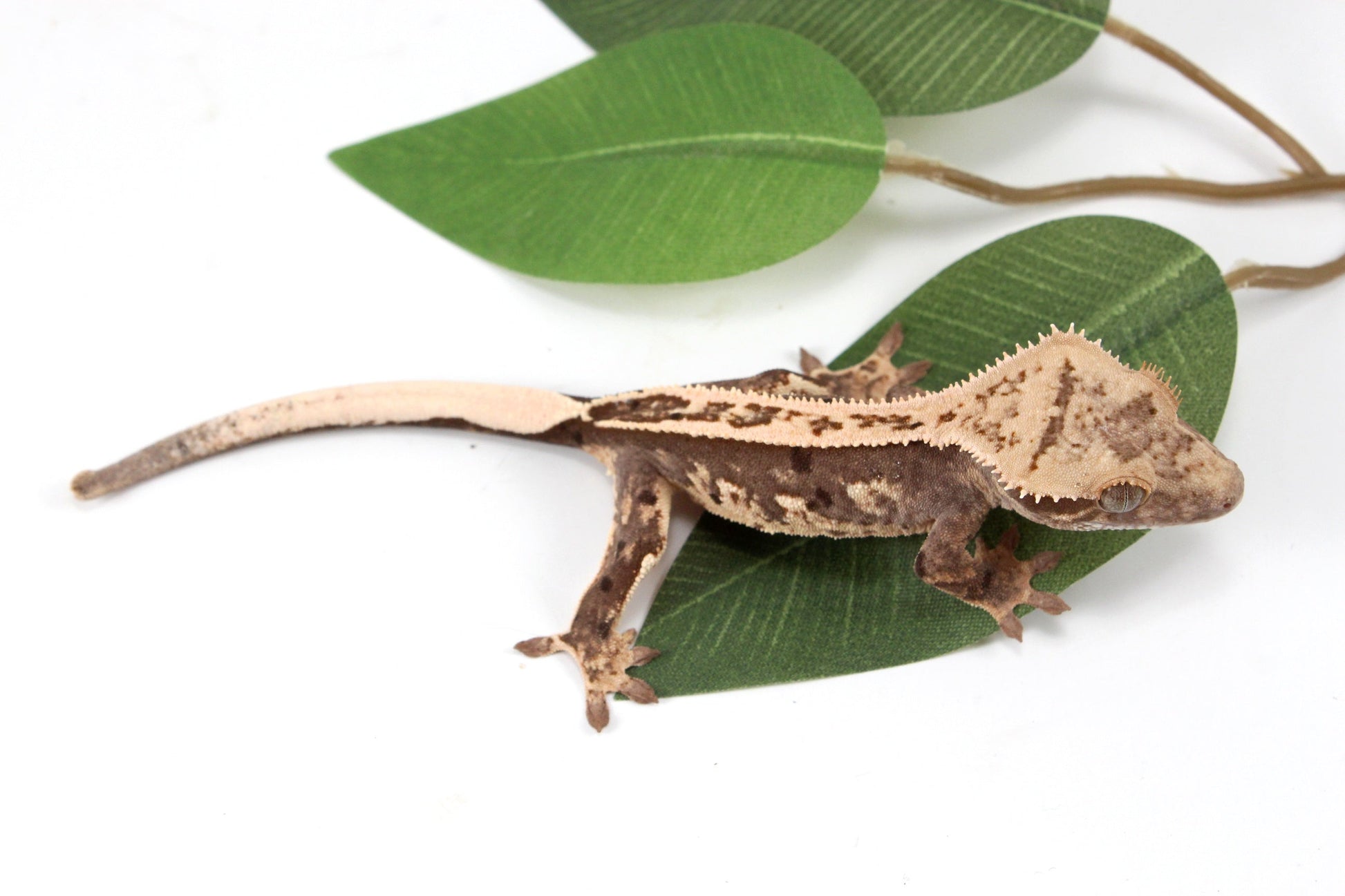 Splotched Harlequin Crested Gecko All Reptiles